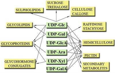 UDP-Sugar Producing Pyrophosphorylases: Distinct and Essential Enzymes With Overlapping Substrate Specificities, Providing de novo Precursors for Glycosylation Reactions